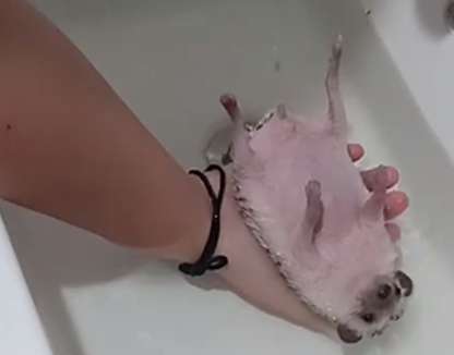 The woman bathed the hedgehog for the first time, turned over and looked at it, but was confused: I really want to poke it