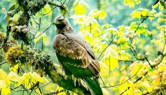 The king of raptors was discovered in Wawu Mountain, Sichuan, and is a first-class national security golden eagle