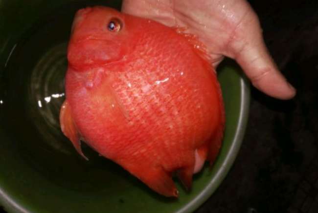 Why did the rejected tilapia turn from gray-black to blood-red?