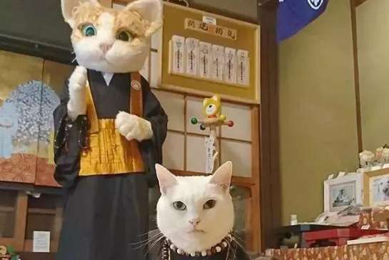 The Cat Temple in Kyoto attracts huge fans, and its believers are extremely devout!