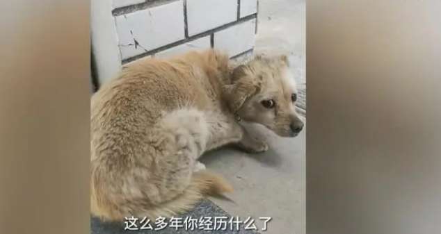 After the dog disappeared for 7 years, the owner returned home and cooked dumplings to celebrate the reunion. Netizens believe that everything has a spirit.