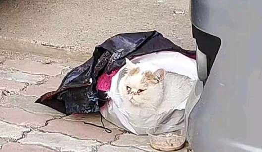 There was a cat lying in a torn plastic bag. I felt very distressed when I got closer to see it clearly.