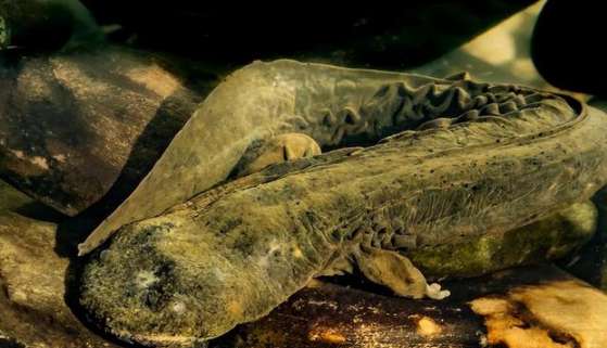American giant salamander starts to frequently prey on its young. What's going on?