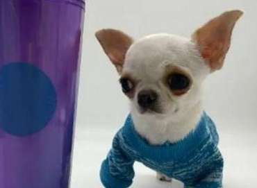 The shortest dog in the world is less than 10cm tall and weighs only 1kg