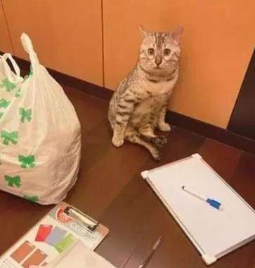The warm-hearted cat insists on sitting and waiting for its owner, even after napping for 5 times