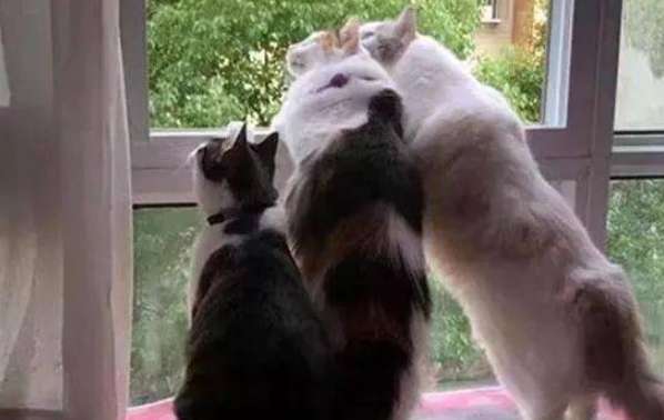 Three cats were lying on the window waiting for their owners to get off work. Passersby looked at them and laughed at their owners. Would they still dare to come back?