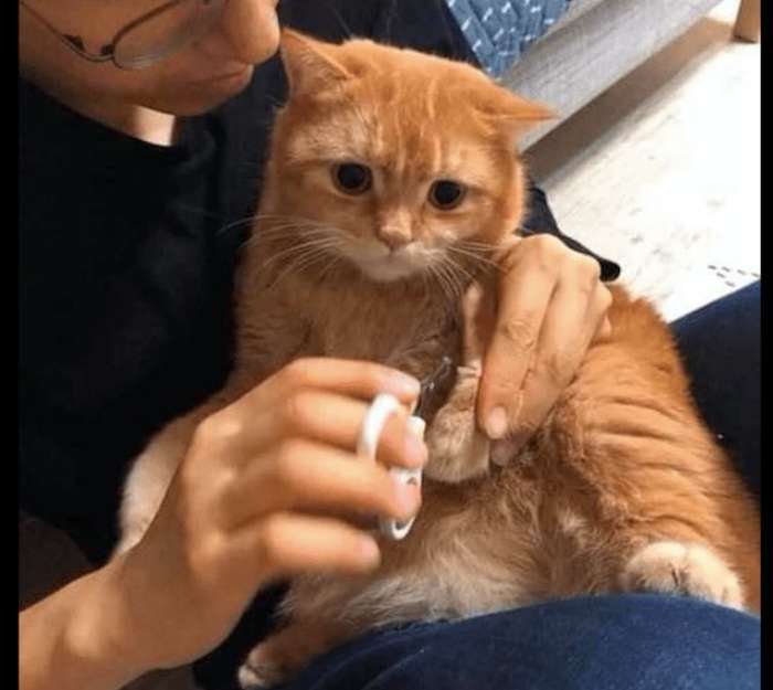 The owner is trimming the cat's nails, and the cat is lying coquettishly in his arms, shoveling poop. Please be gentle, I'm scared!