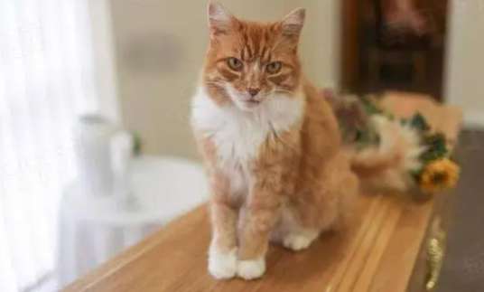 The orange cat went to work without telling his owner and attended hundreds of funerals in 3 years. He was called a ferry cat!