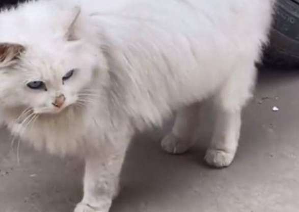 The Linqing lion cat is as good-looking as a ragdoll. Why do so few people keep it?