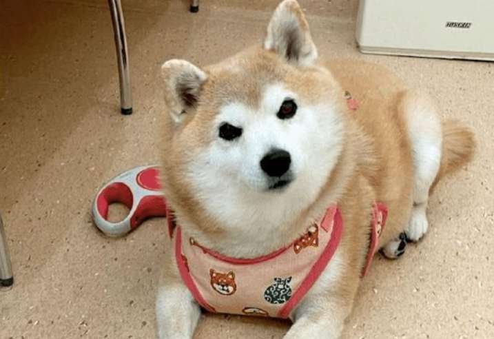 When the Shiba Inu noticed that he had come to the hospital, his smile immediately disappeared, and he turned around and received a heavyweight rejection.