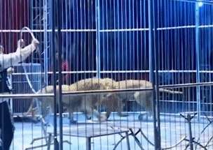 Two lions escaped from the circus cage and tourists even lost their shoes