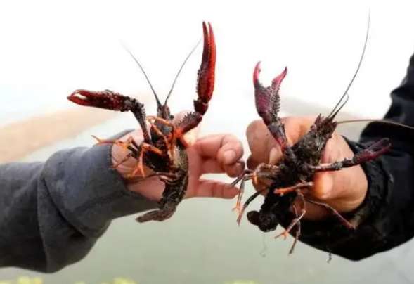 Now on the market in large quantities! The price of crayfish has nearly halved, with a minimum of 10 yuan per pound!