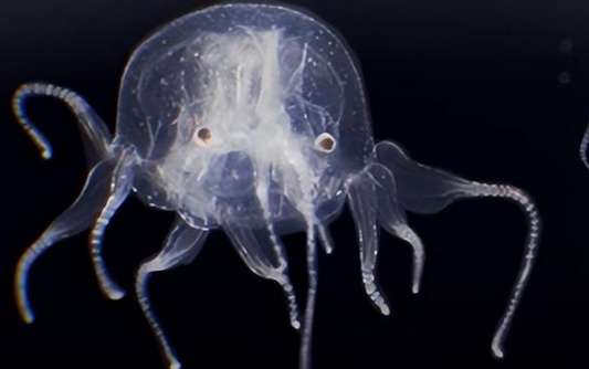For the first time, a new species of box jellyfish has been discovered in my country, with 24 eyes!
