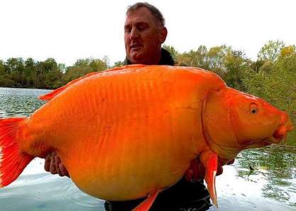 British angler catches giant carp, weighing 30 kilograms