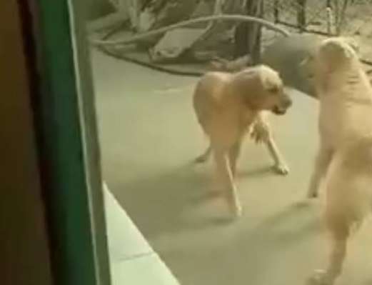 Two golden retrievers were fighting at home. When the husky saw it, his reaction was very heartwarming.