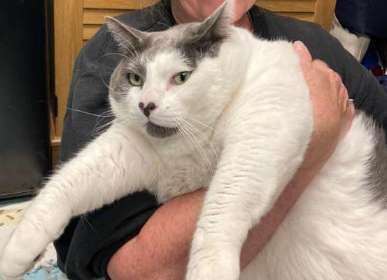 The largest cat ever, weighing nearly 20 kilograms, has a special diet and exercise plan