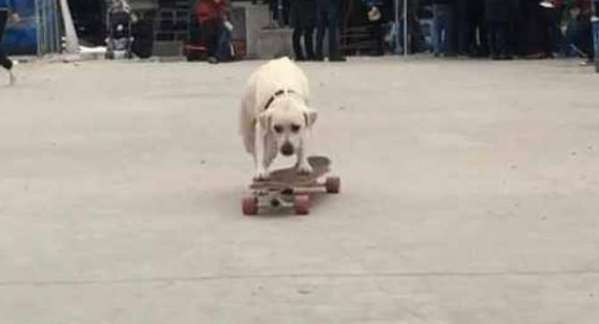 On the way home, a man saw a Labrador skateboarding, and he sighed: He can skate better than me