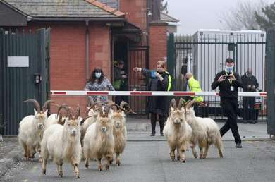 Wild goats attack a British town and roam the area for 100 years