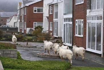 Wild goats attack British town and roam local for 100 years