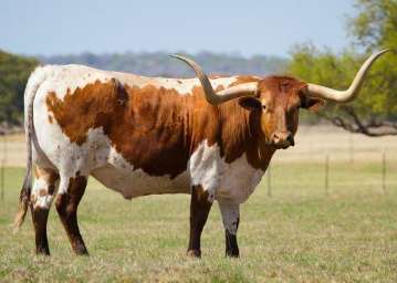 Many cows died mysteriously in Texas, USA. There were no traces of blood or struggle at the scene