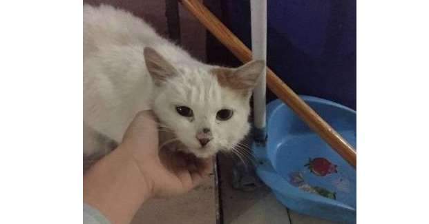 Netizens kindly feed stray cats, but the aunt in the community scolds them every day, and takes action