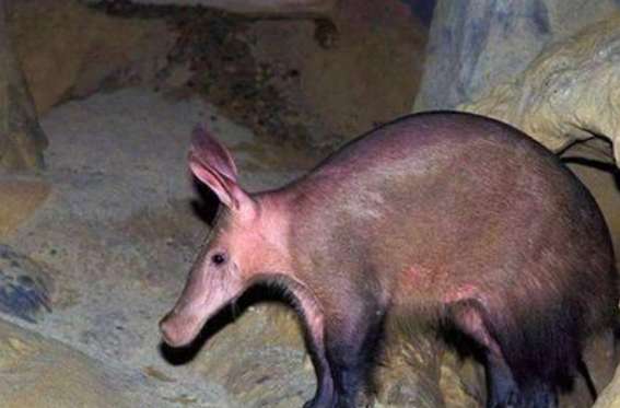 A girl picked up a hairless pig. After feeding it for a few months, she felt something was wrong. It couldn’t be a pig.