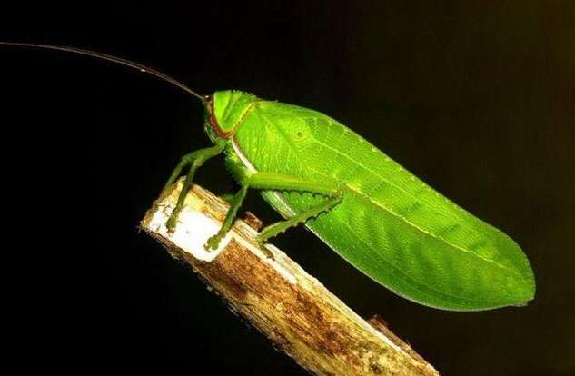 A giant katydid was found in the dormitory of a female college student. It's really big!