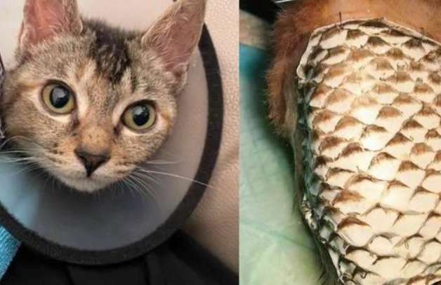A woman spent 20,000 to transplant fish skin to cats and was criticized by the Internet. Is it really useful to transplant fish skin to cats?