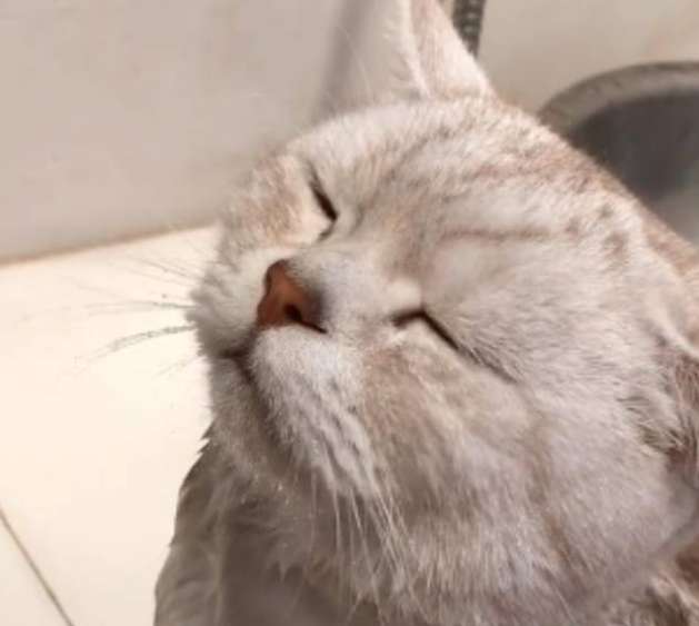 Cats like bathing very much, and they enjoy every bath. Netizen: Why are you so good?