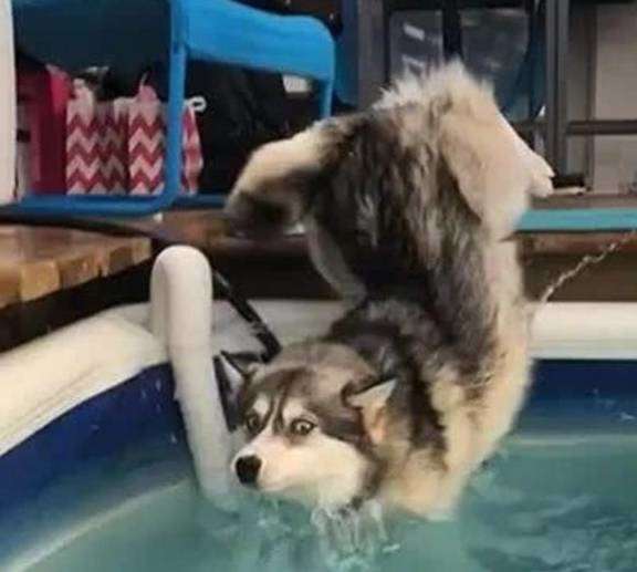 The husky fell into the water with one empty foot, and his expression made everyone laugh!