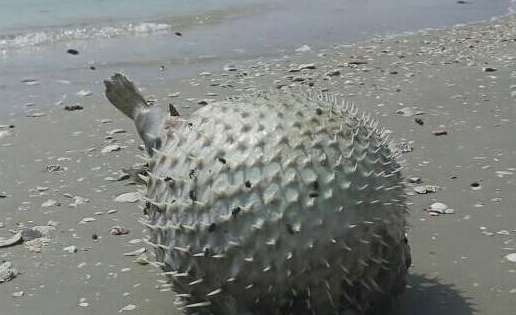 A ball-shaped spiny fish was found on the beach and two teenagers vomited after splitting it open with an axe.