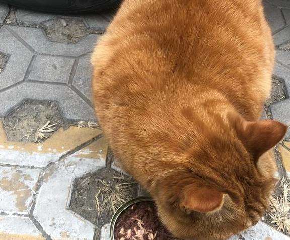 The man got up to feed the dog, but found the cat hiding in the corner and did not dare to move