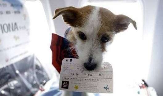  Get on the plane in Alaska! China Southern Airlines: All documents are complete, this is the ultimate comfort dog! 