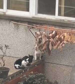 Cats line up to steal meat, eat and take turns showing off, black cat: hurry up and eat, it's my turn! 