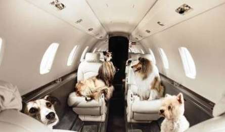  Get on the plane in Alaska! China Southern Airlines: All documents are complete, this is the ultimate comfort dog! 