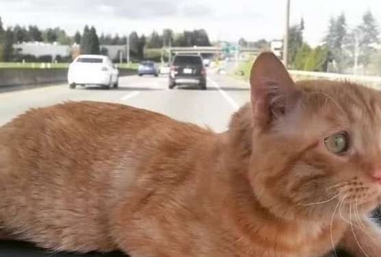 The orange cat suffered a fractured spine and lived in pain, but was adopted before euthanasia, and the cat's entire life changes