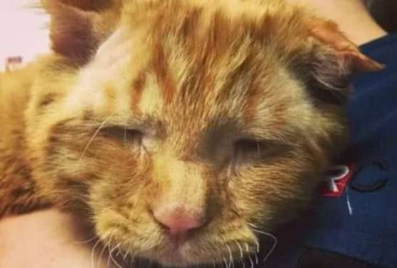 The orange cat suffered a fractured spine and lived in pain. He was adopted before euthanasia and the cat life changed.
