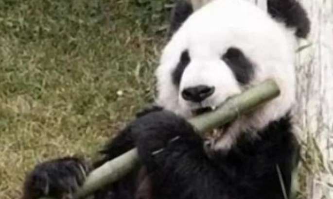 The remains of giant panda Lele will be handed over to Shanghai Zoo 
