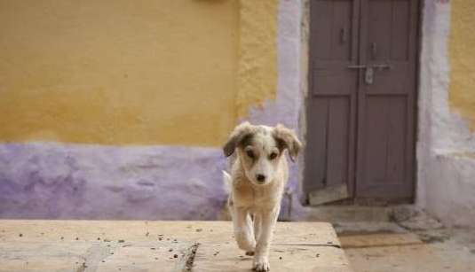 The sad experience of pet stray dogs! Who will pity them?