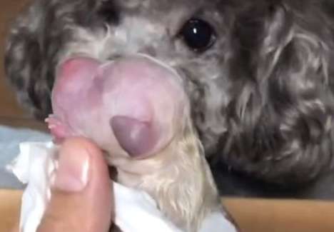 Concealing the dog’s pregnancy and sending it to a pet store for foster care. The dog lost contact after birth.