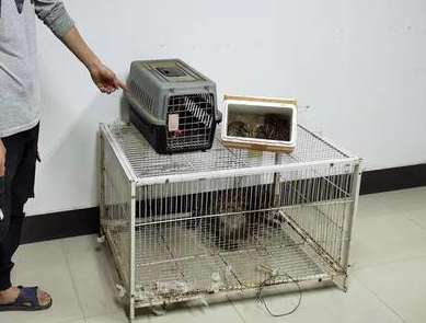 serious! A man in Guangxi sold five cats and was caught!
