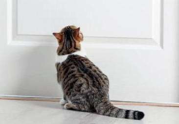 The domestic cat doesn't know that its owner has moved, so it squats at the top of the stairs every day to wait.