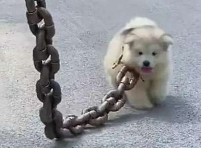 Someone tied up a puppy with a thick iron chain. He thought it was abuse, so he took a closer look.