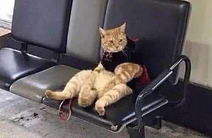 When I picked up my girlfriend at the station, I forgot my cat on the bench.