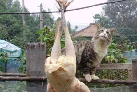 The woman hung the chicken on the wire, and the cat behaved interestingly