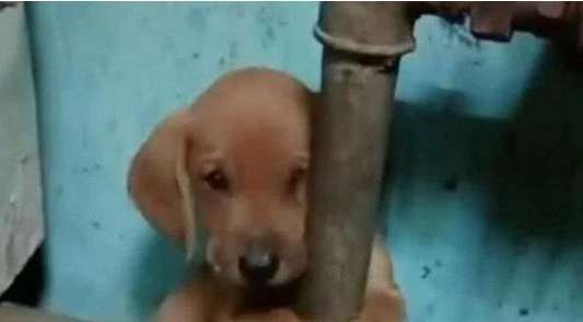 The puppy just arrived at his new home and was so nervous that he hugged the water pipe and refused to let go