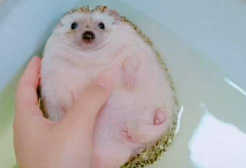 After giving the hedgehog a bath, the woman turned over and felt sore