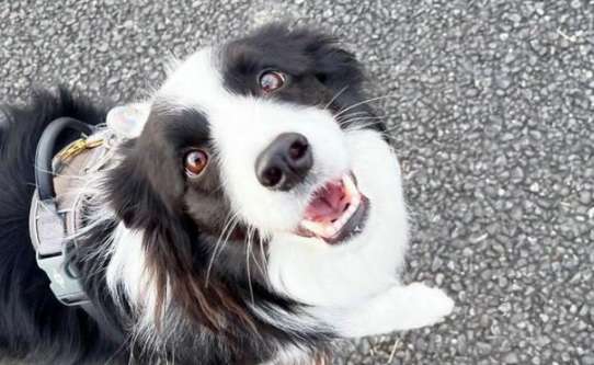 The wandering border collie drags his broken leg and tries his best to find his owner