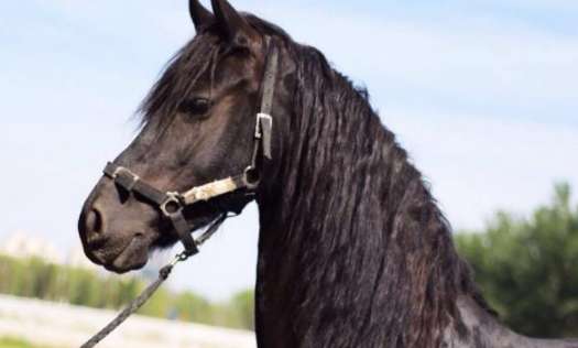 A woman adopted a little black horse and found something was wrong after keeping it for a year