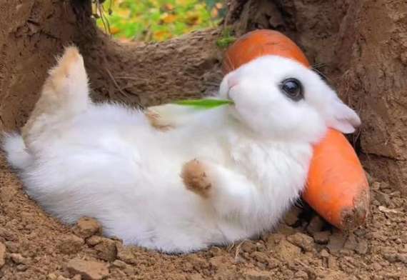 Bunny rests on carrots and eats grass, a new way to monetize farm pets